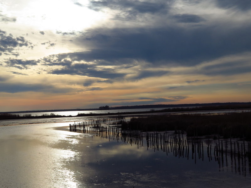 Chesapeake Beauty