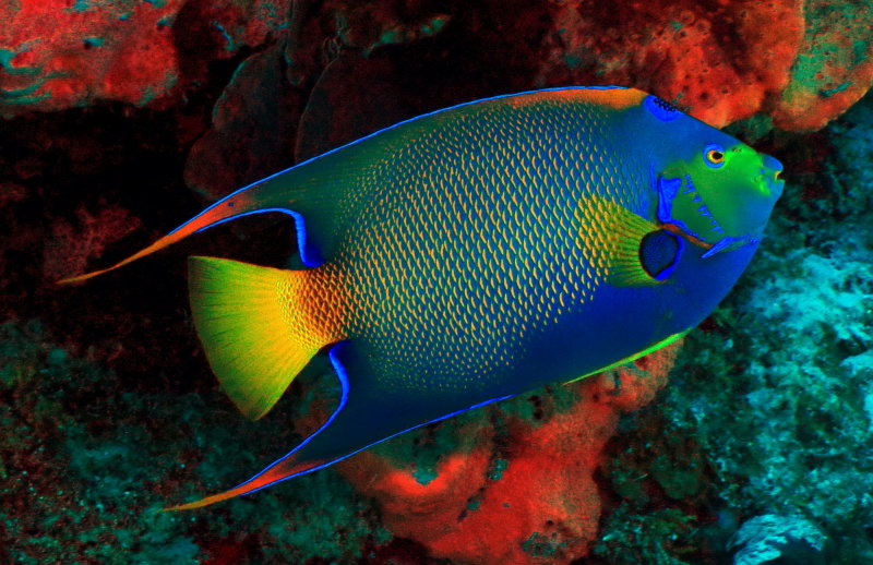 Cozumel Underwater April 2014