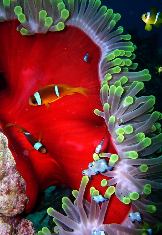Clown 2 jpg. N9271_resize.JPG