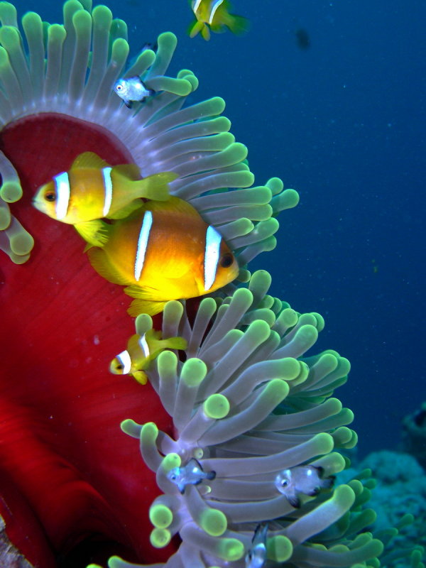Clown Fish_resize.jpg