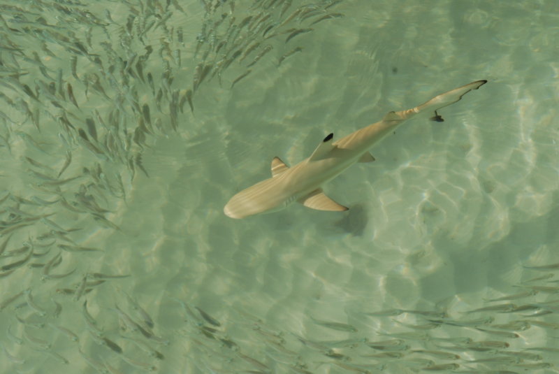DSC_0184_resize.JPG