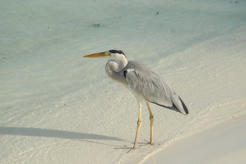 DSC_1z56_resize.JPG