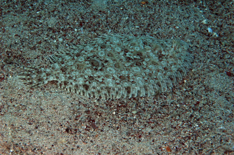 DSC_2012_resize.JPG