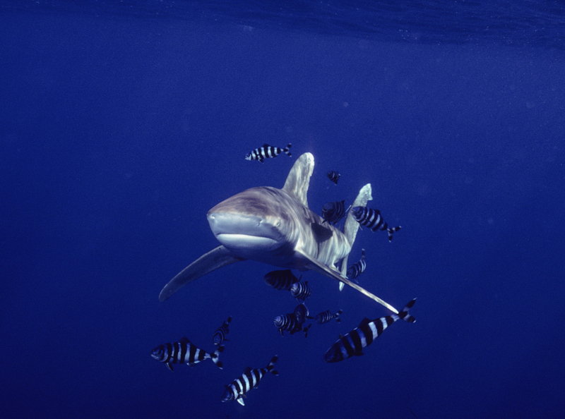 RS-Oceanic white tip bores in