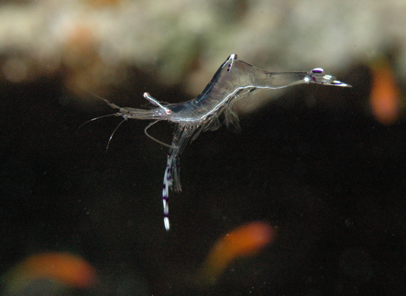 Shrimp_resize.jpg