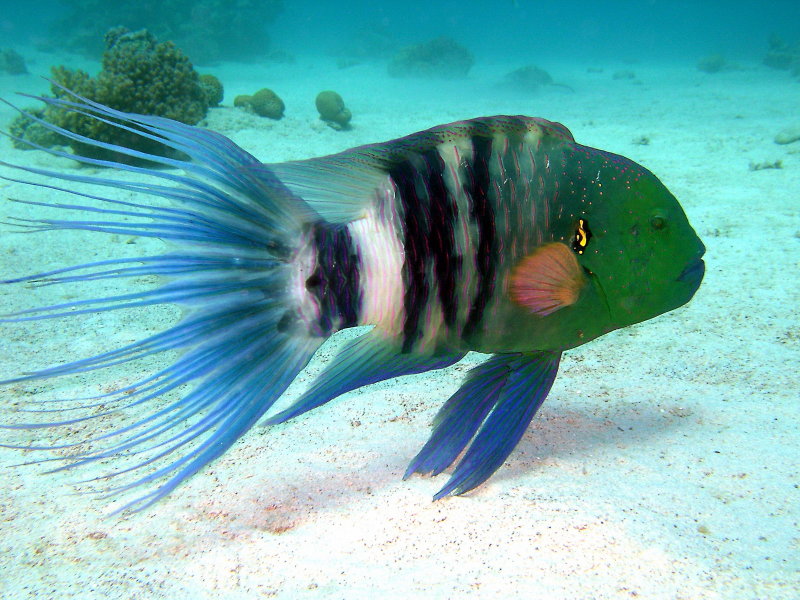 Wrasse2_resize.jpg