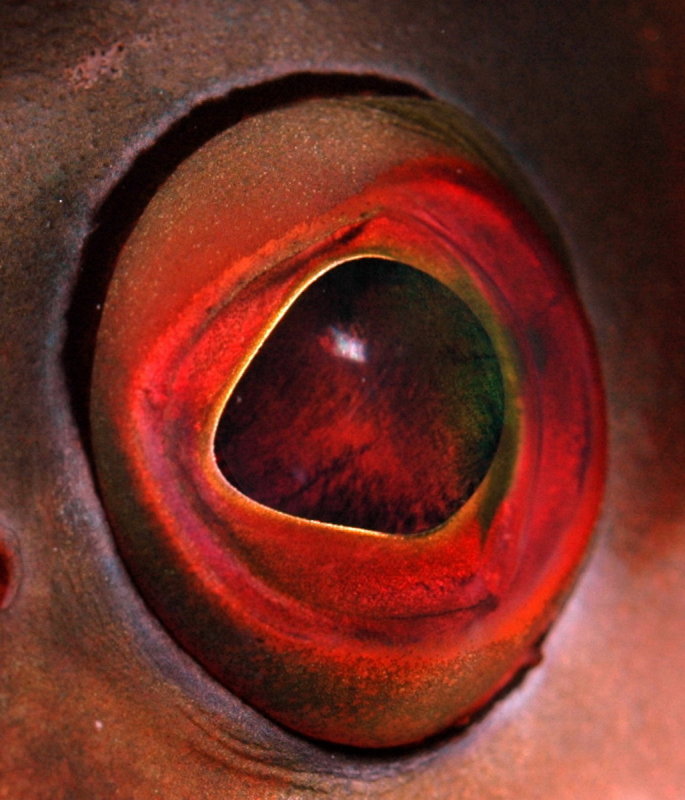 eye36_resize.jpg