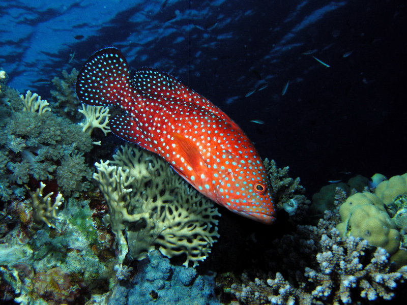 grouper1_resize.jpg