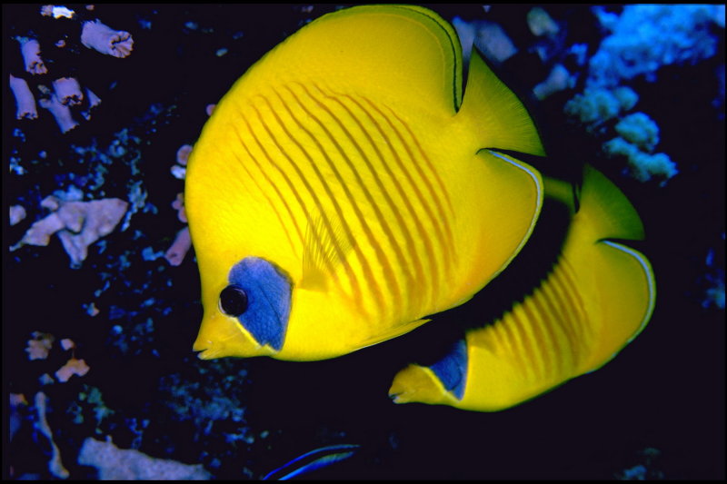 Lemon Butterfly_resize.jpg