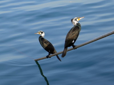 2 Cormorants 