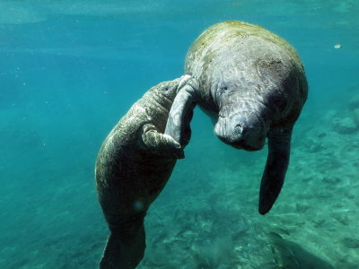 Day with the Manatees in Crystal River Florida 