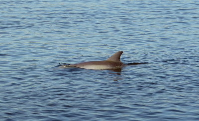 Beautiful Beaufort and the Sea Islands Nature 