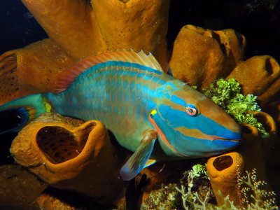 Cozumel Underwater April 2014