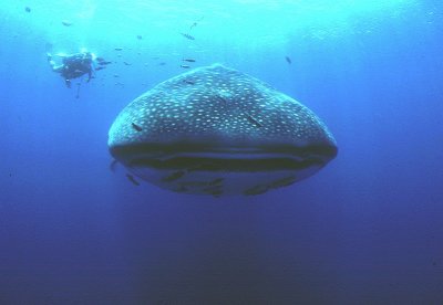 Shark Lady meets a Whale shark