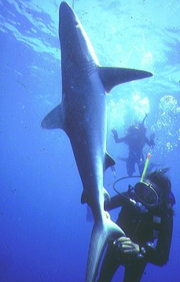 Shark Story NatGeo