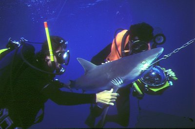 Shark Story NatGeo with David Doubilet 