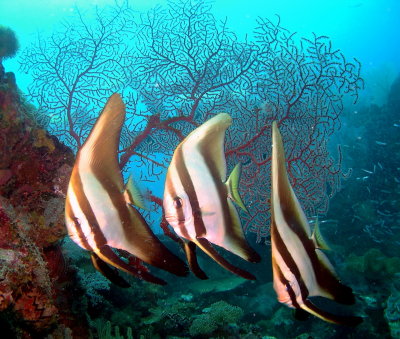 3 Batfish_resize.jpg