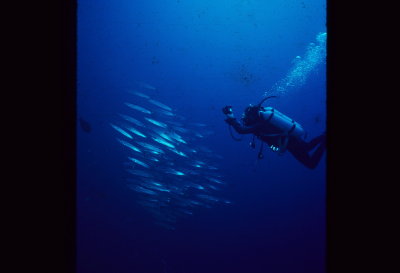 With Barracuda in Red Sea_resize.jpg