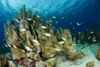 pilar coral con cromis_resize.jpg