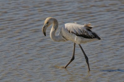 Flamant rose juvnile