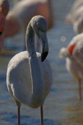 Flamant rose juvnile