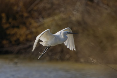 Aigrette garzette