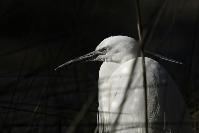 Aigrette garzette