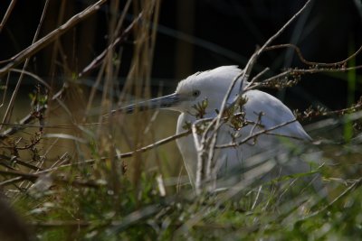 Aigrette garzette