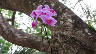 Wild orchid.jpg