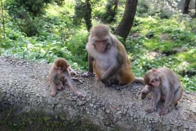 India 2016