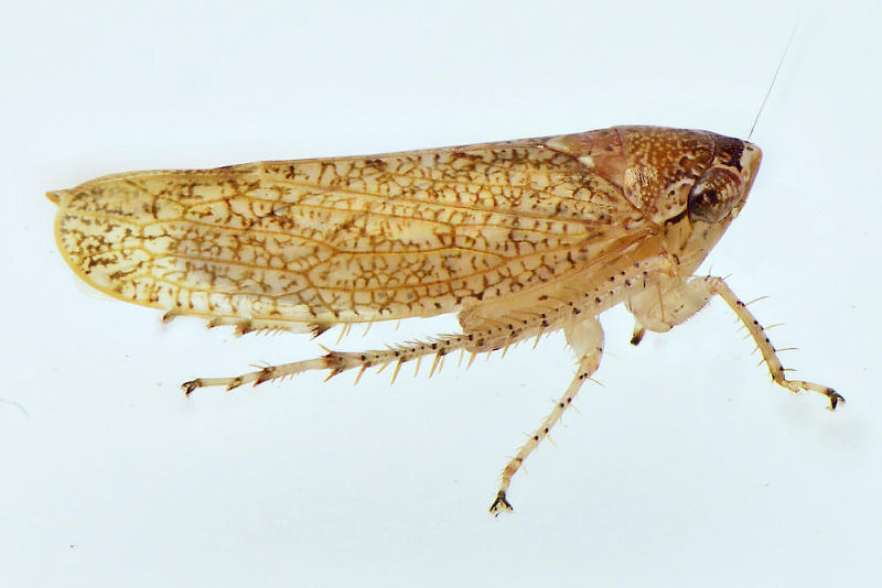 Leafhopper