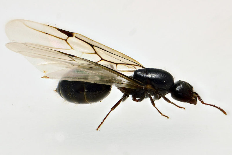 Ant