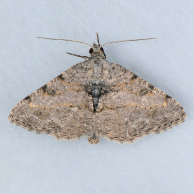 6405 Hollow-spotted Angle - Digrammia gnophosaria