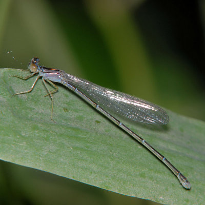 Orange Bluet teneral female