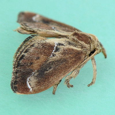 4685 Purple-crested Slug - Adoneta spinuloides