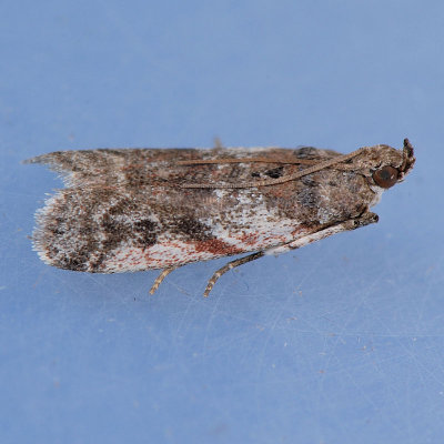 5949 Laetilia coccidivora