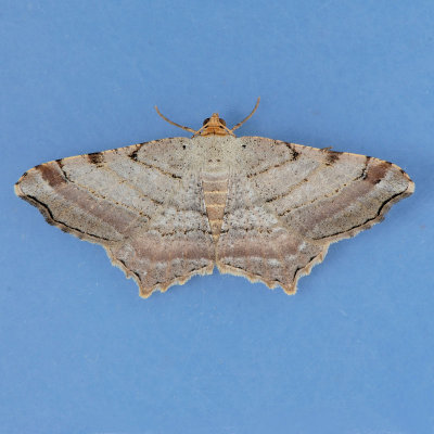 6353 Many-lined Angle - Macaria multilineata