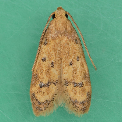 1144 Gerdana Moth - Gerdana caritella