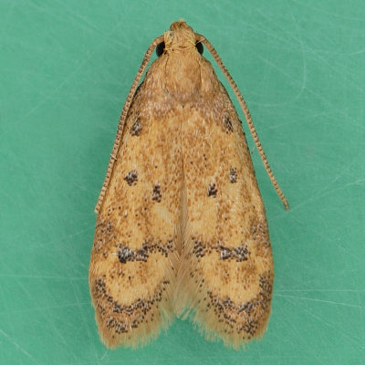 1144 Gerdana Moth - Gerdana caritella