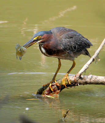 Green Heron