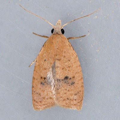 3731  Lentiginos Moth - Sparganothis lentiginosana
