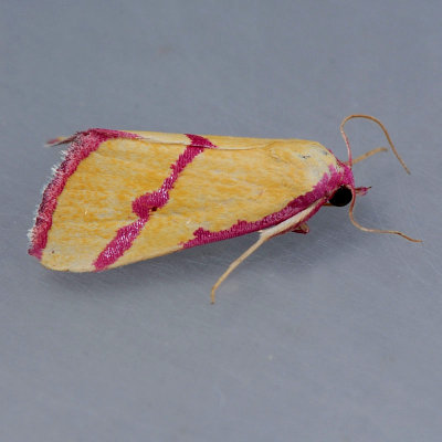 8480 Ernestines Moth  Phytometra ernestinana