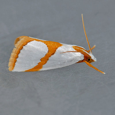 Pyraloidea (5339 - 6088)