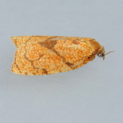 3720  Reticulated Fruitworm - Sparganothis reticulatana