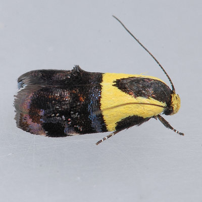 Oecophoridae - Cosmopterigidae (855-1680)