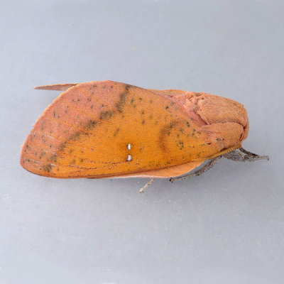 7709 Honey Locust Moth - Sphingicampa bicolor