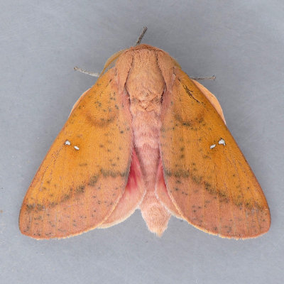 7709 Honey Locust Moth - Sphingicampa bicolor