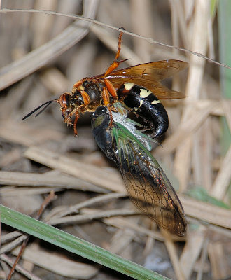 Cicada Killer with prey