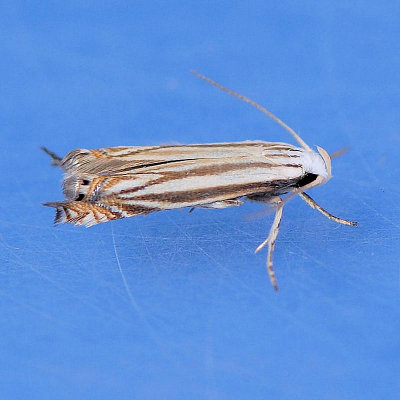 2211 Polyhymno Moth - Polyhymno luteostrigella