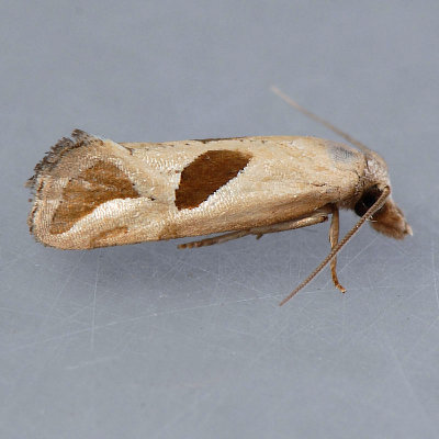 3763  Narrow-patch Carolella Moth - Carolella bimaculana